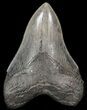 Large, Fossil Megalodon Tooth - South Carolina #41614-1